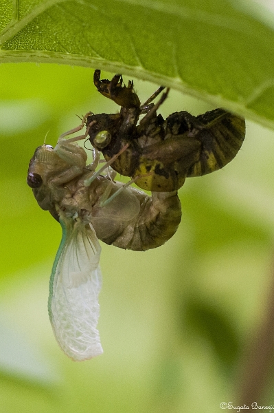 Cicada Emerging