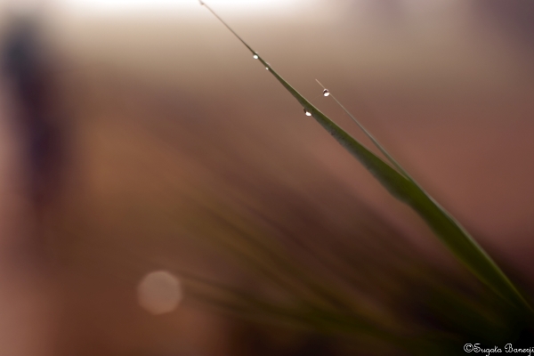 Dewdrops at Dawn