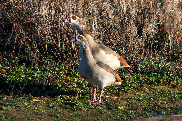 Egyptian Geese