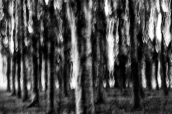 forest walk with strangers