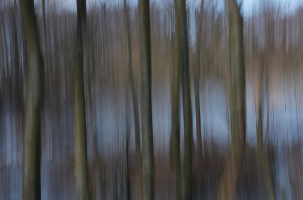 Forrest Impression