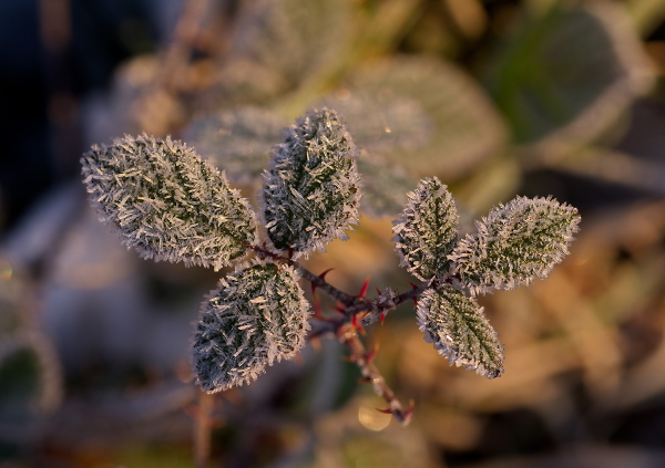 frost