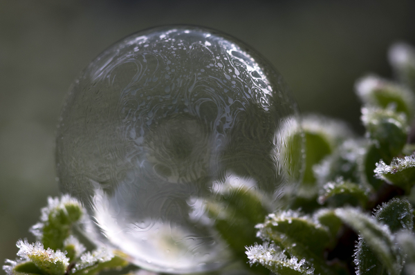 Frozen