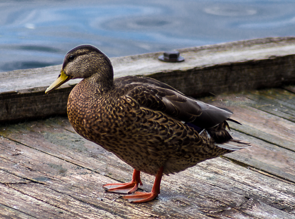 I Am NOT a Quack!!!!