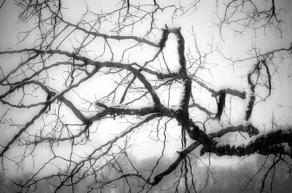 Leafless branches, sombre, bleak but mesmerising ...