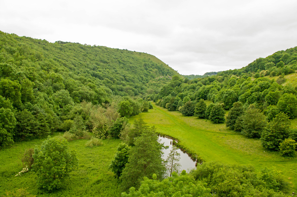 Lush Green