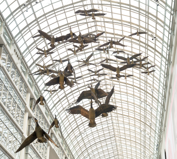 News Flash: Flock of Wild Canada Geese Invade Eaton Centre Atrium
