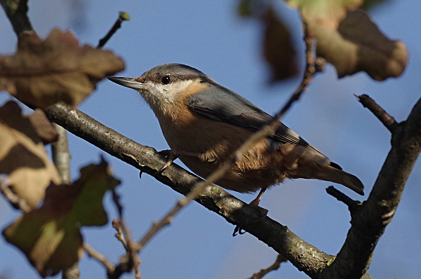 Nuthatch in the winter sun