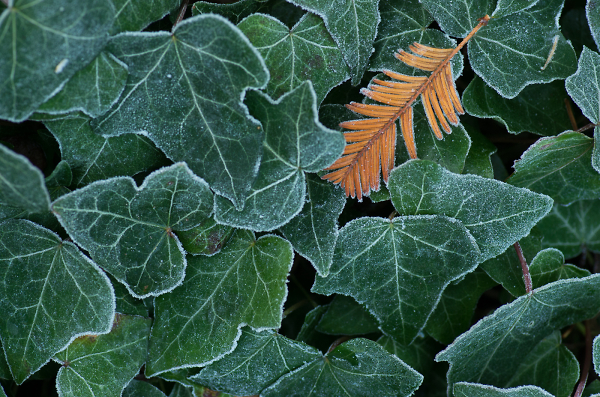 Pine on Ivy