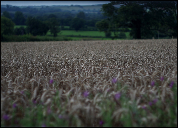 Ripe for Harvest