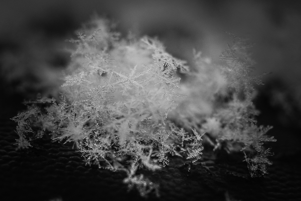 Snowflakes