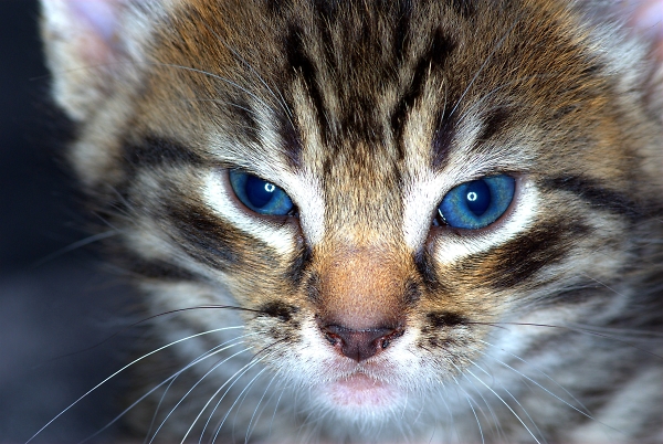 Tabby kitten