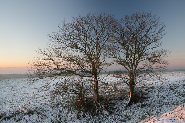 Two Trees