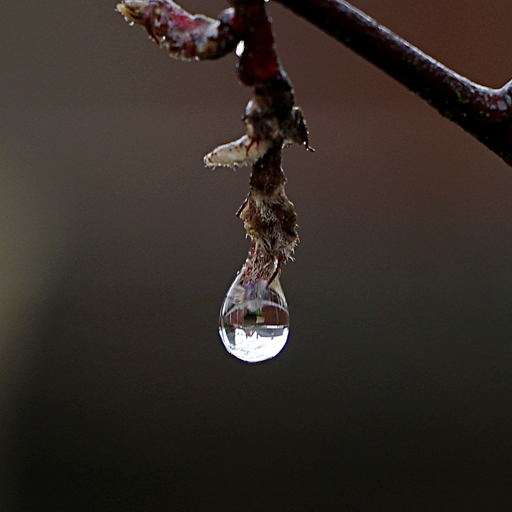 A solitary water droplet