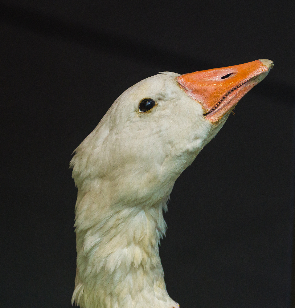 Goose Thinking Big