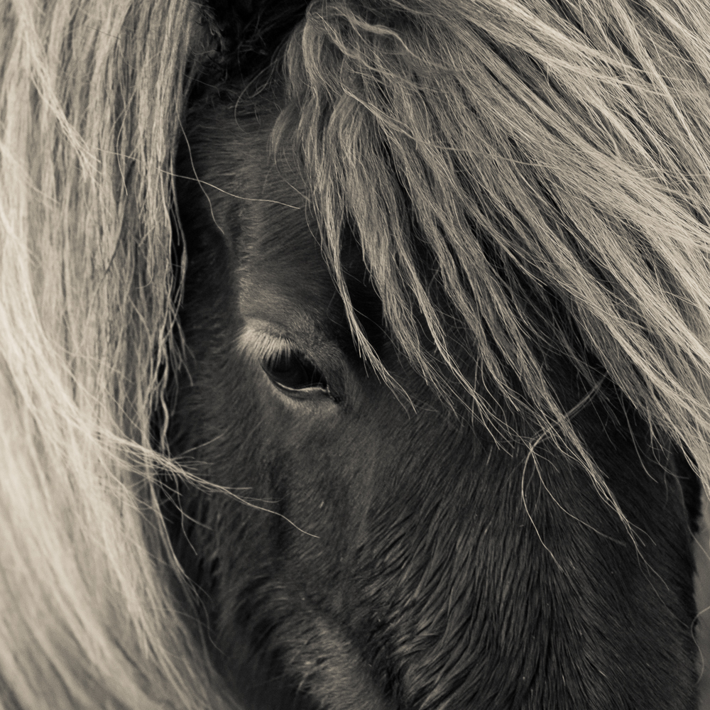 Pony's eye