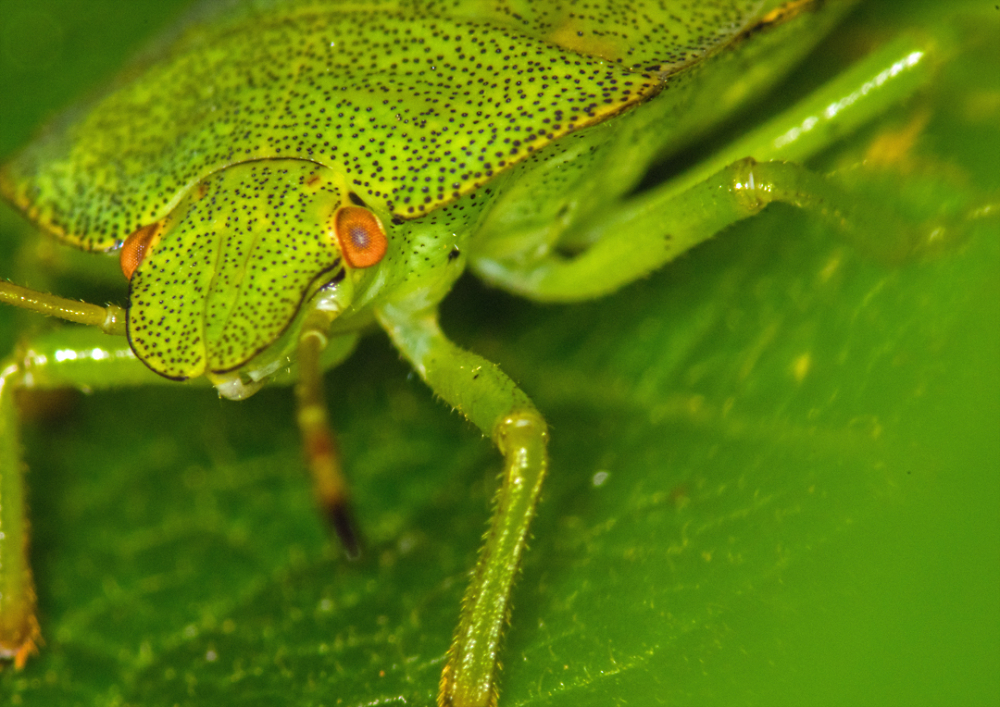 Shield Bug