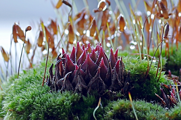 A fairy castle