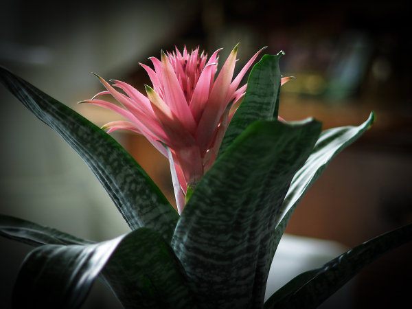 Amaryllis