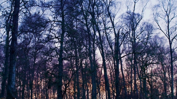 Birch trees, winter