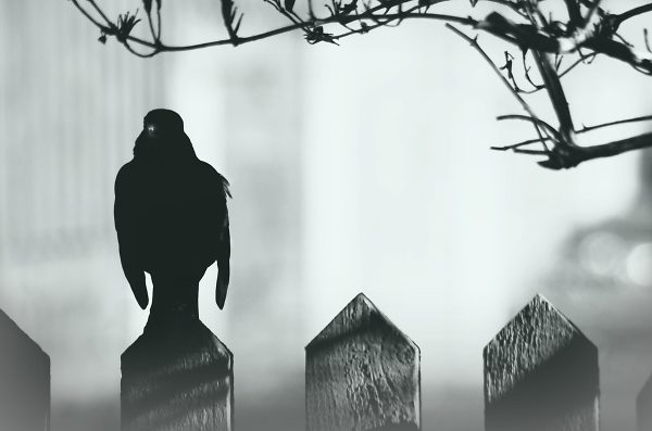 Black and white, lonely silhouetted Black bird