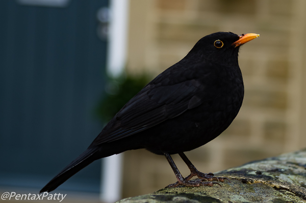 Blackbird