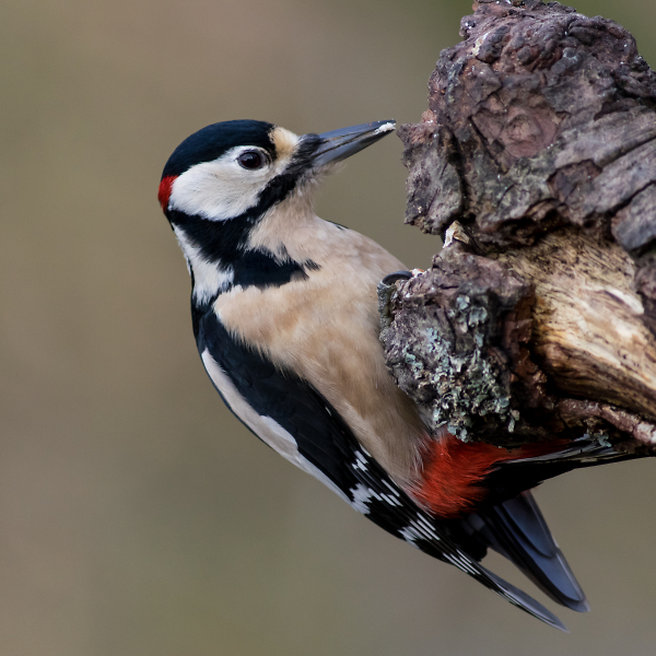 Great Spotted Woodpecker