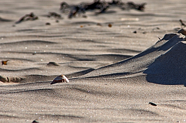 limpet shell