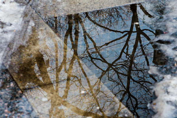 Rain Puddle With Residual Ice