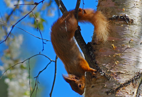 Red Squirrel