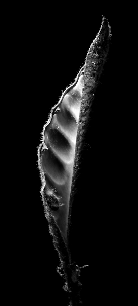 Seed Pod