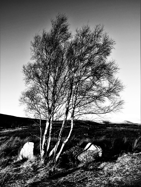 Solitary Tree