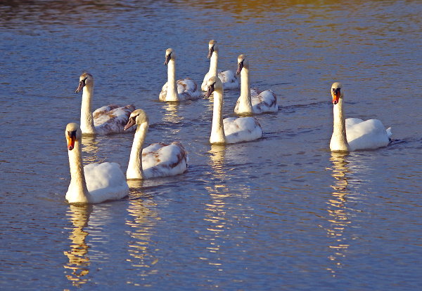 Swan Family