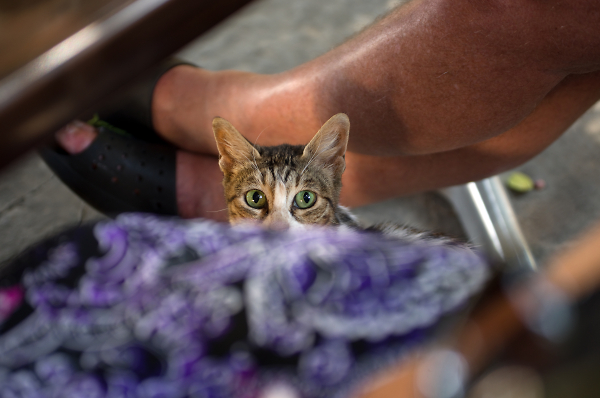 Taverna Visitor