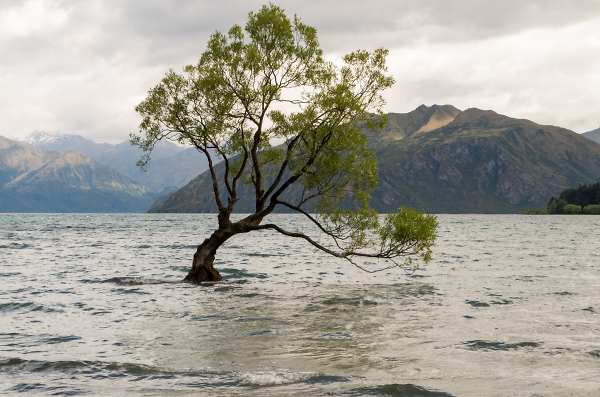 That Wanaka Tree