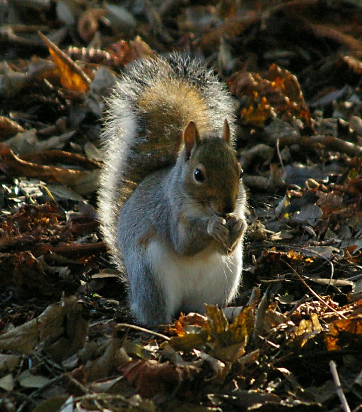 A right little poser!