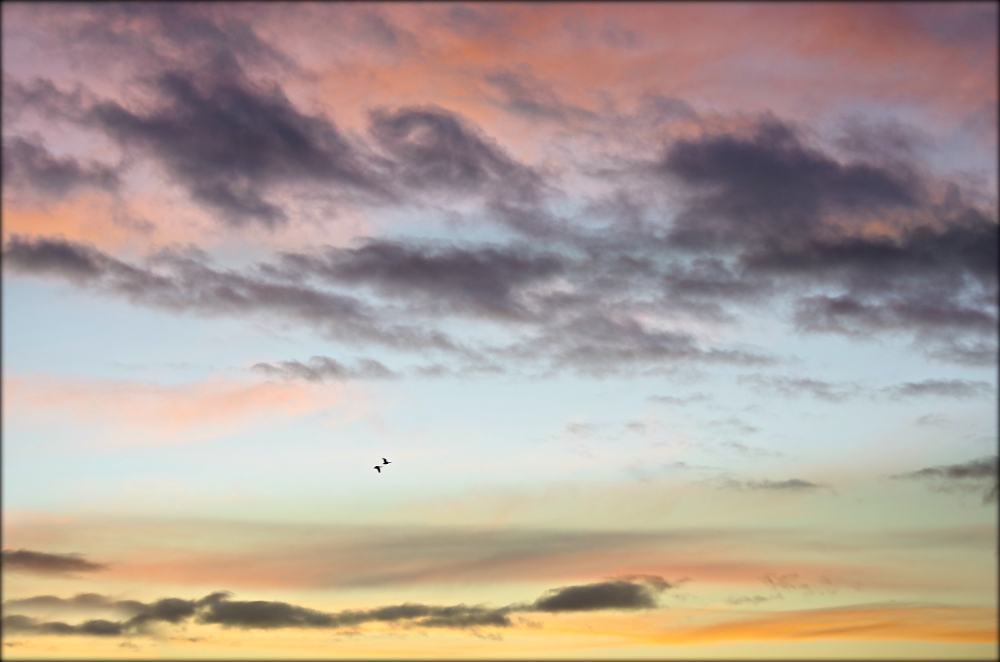 "Clouds come floating into my life, no longer to carry rain or usher storm, but to add color to my sunset sky".... Rabindranath Tagore This evenings colourful sky, two Geese just passing by ...