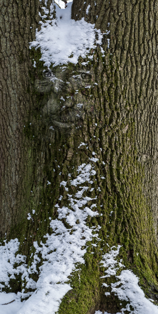 If you go down to the woods today.