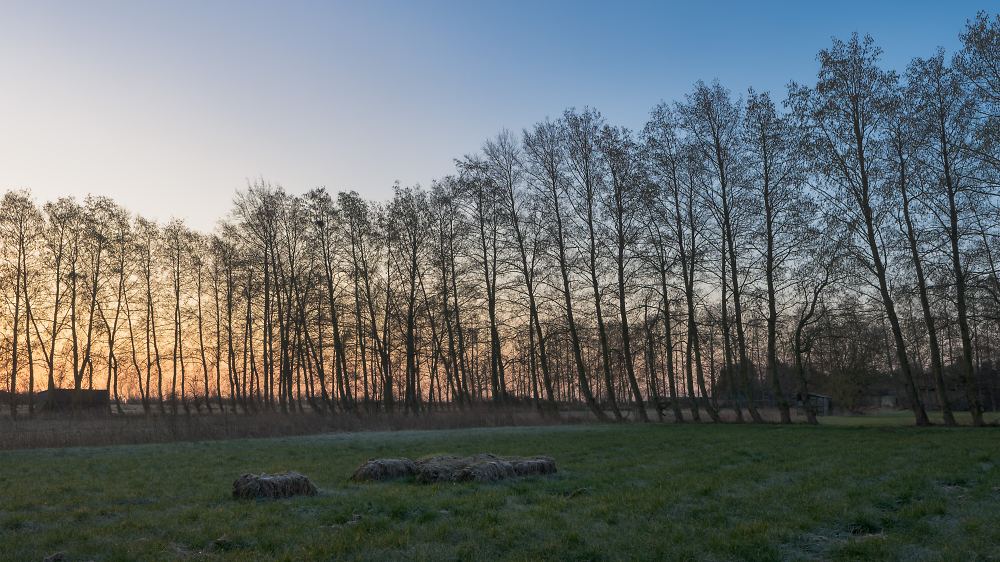 Poplars at dawn
