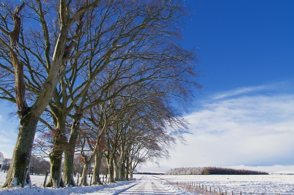 Beech trees, road, snow, moor.