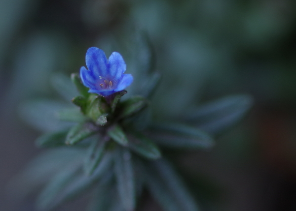 Delicate Blue