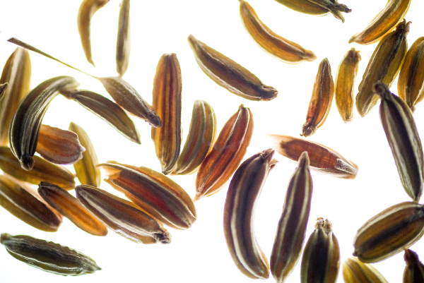 Fennel Seed 2