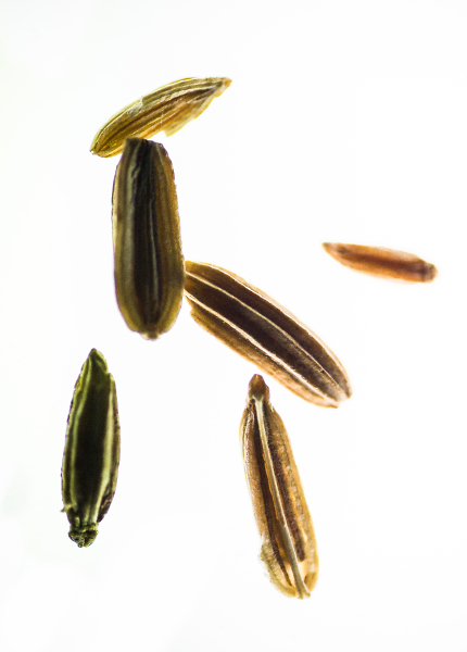 Fennel Seed Brush Strokes