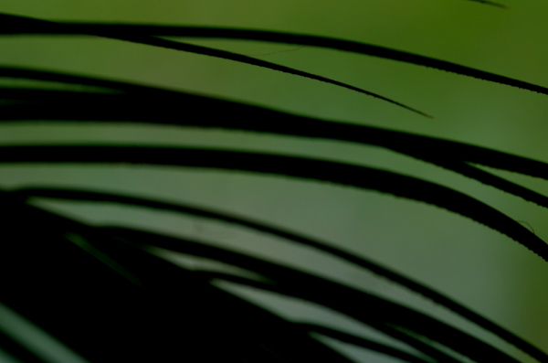 Fern Abstract