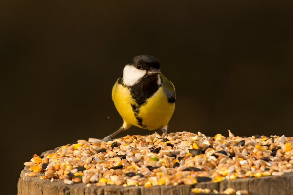 Great Tit