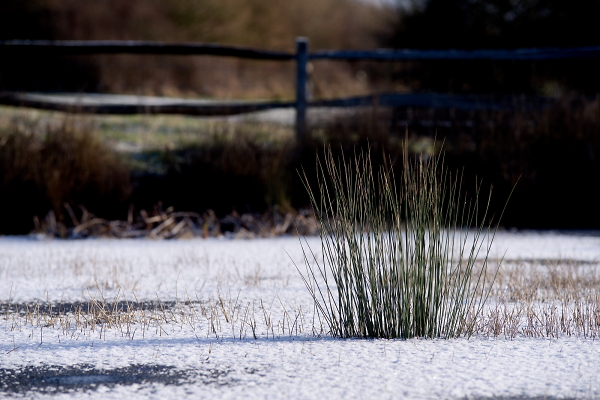 iced pond