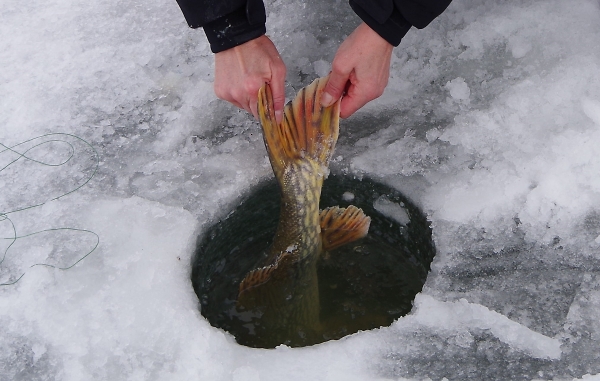 Northern Pike