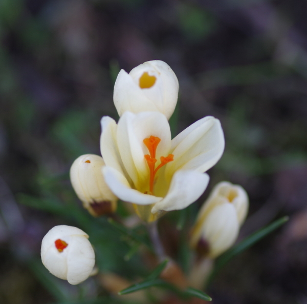 Orange and White
