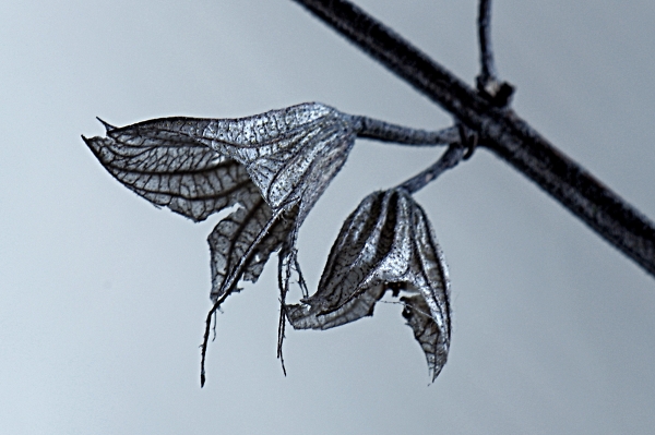 Sage seedpods