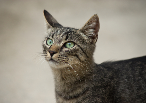 Sibenik Cat